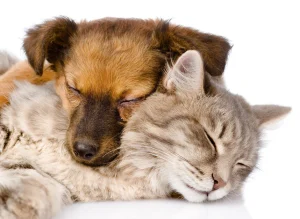Image of a cat and a dog